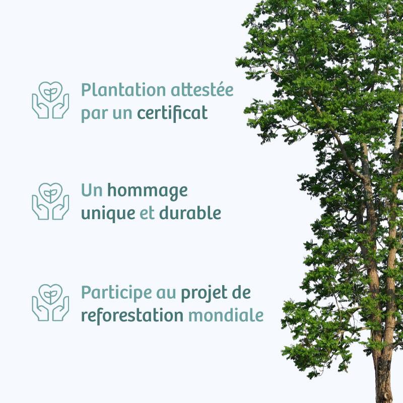 Planter un arbre en hommage à Mme Frédérique Poul